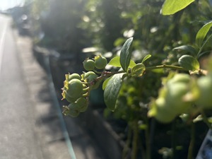 S__41033760_0