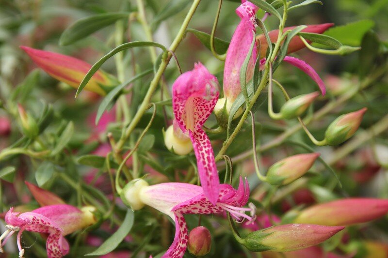 春らしくどんどん賑わっております 大洋グリーンブログ