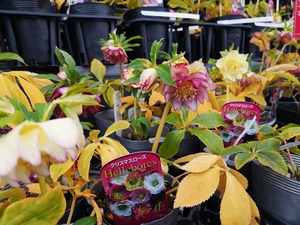 IMG_20200211_155926
