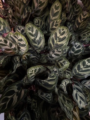 S__40189986_0