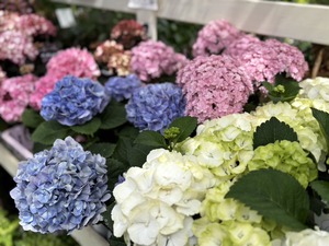 S__40575013_0