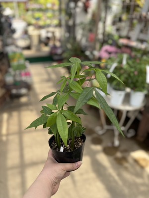 S__40124472_0