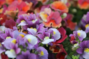 IMG_1083