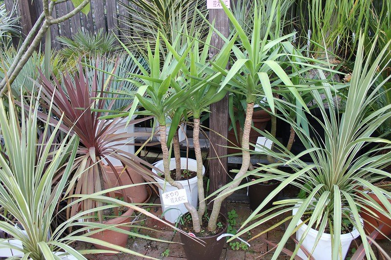 ユッカの色々 大洋グリーンブログ