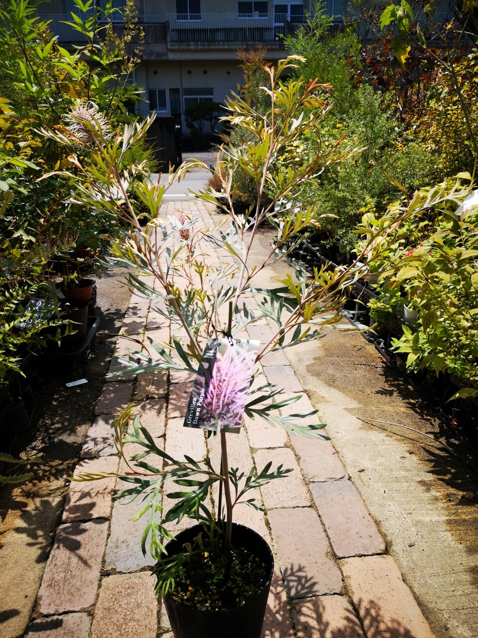 グレビレア ドーンパープル　オージープランツ　大型 グレビレア ドーンパープル オージープランツ 大型 グレビレア ドーン