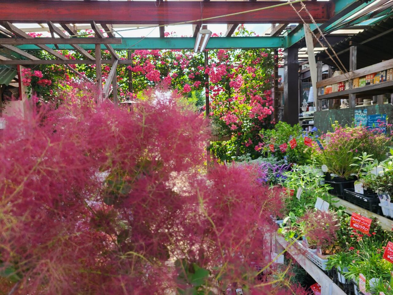 スモークツリーが開花しました！！アジサイもまだまだ綺麗に