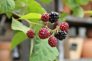 IMG_9061