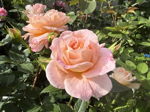 S__99131459_0