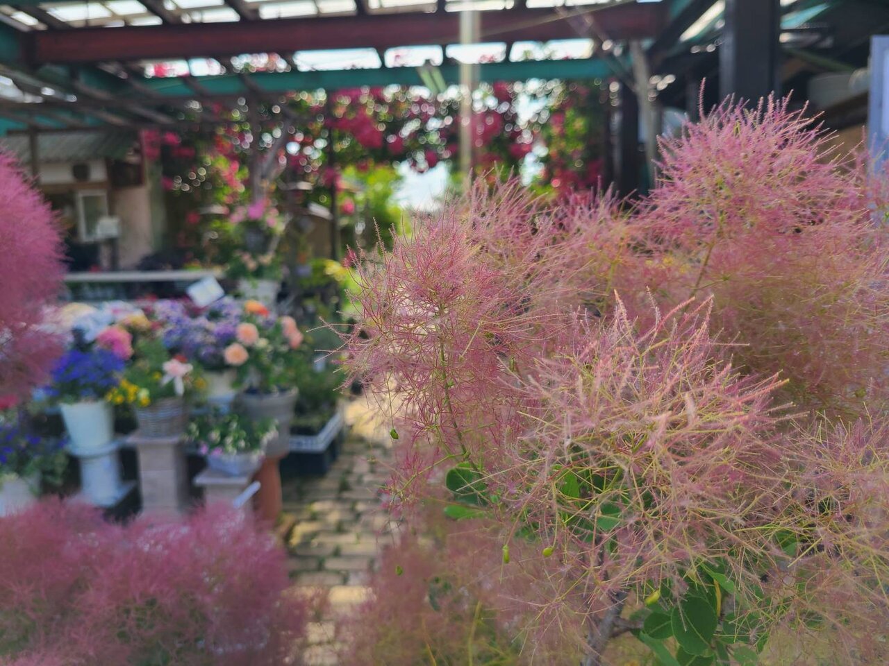 スモークツリーが開花しました！！アジサイもまだまだ綺麗に