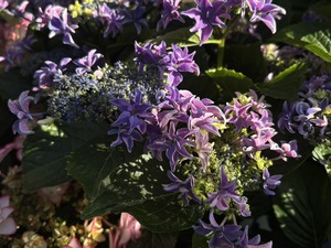 S__40419436_0