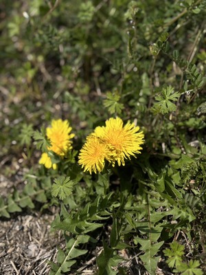S__39649289_0