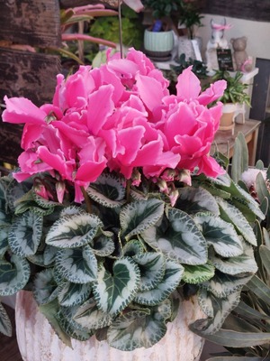 LINE_ALBUM_20241211_241211_14