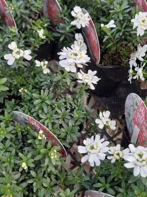 LINE_ALBUM_20241211_241211_21