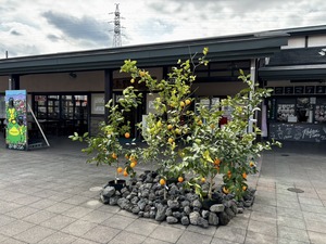 S__63643666_0