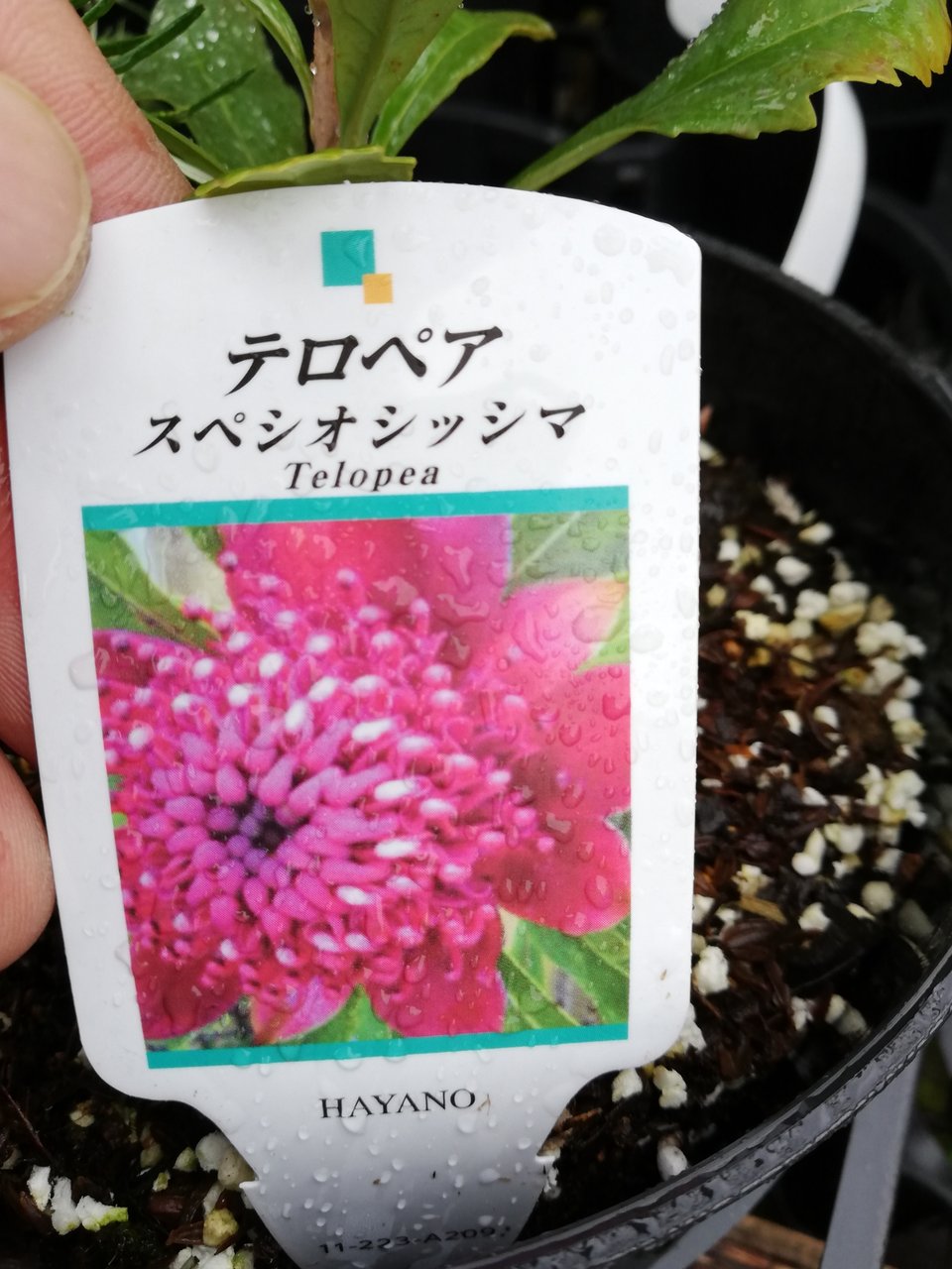 レアものオーストラリア樹木続々入荷 大洋グリーンブログ