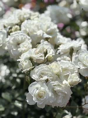 S__40738860_0