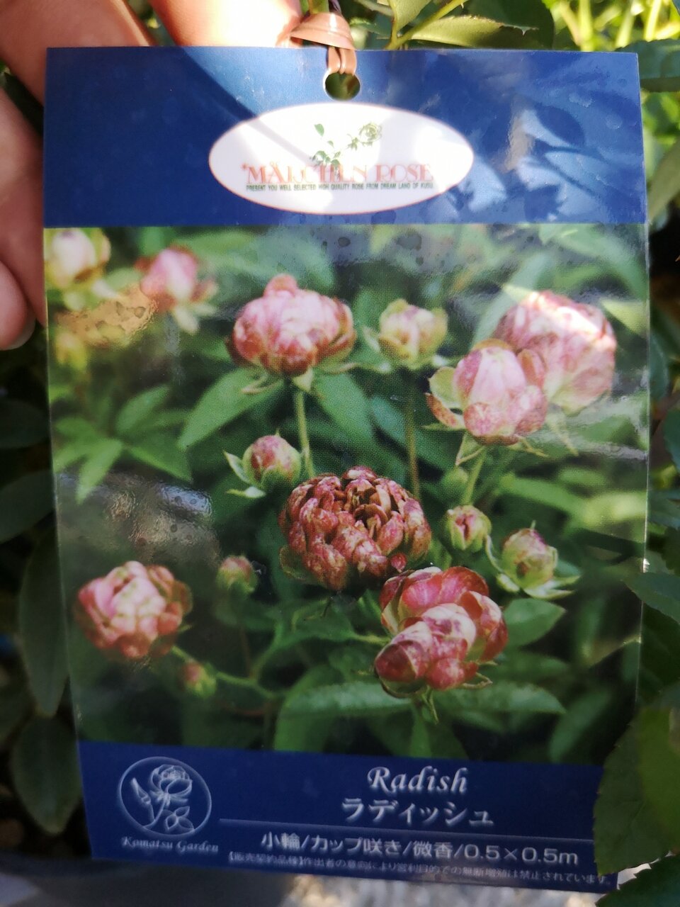 バラ ラディッシュ エクレール エラグロスティス 大洋グリーンブログ