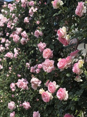 S__40738865_0