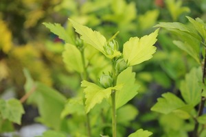 ムクゲのつぼみ 早く咲かないかな 大洋グリーンブログ ムクゲのつぼみ 早く咲かないかな 大洋グリーンブログ