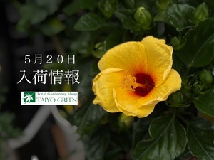 S__40943628_0