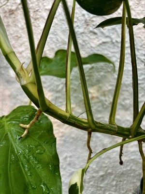 S__67698698_0