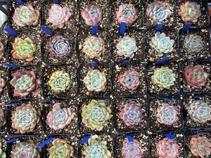 S__92815383_0