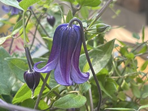 S__41033752_0