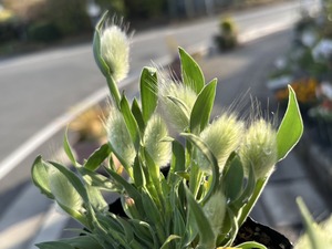 S__39862307_0