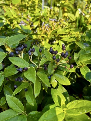S__67698699_0
