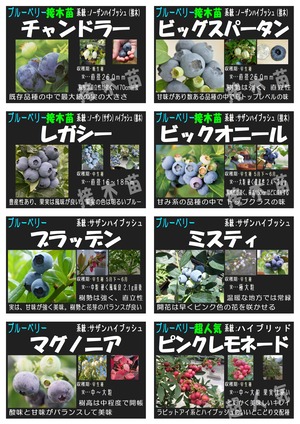 ブルーベリー一覧2026_page-0001