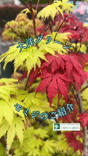 S__40132634