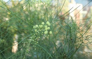 IMG_1047
