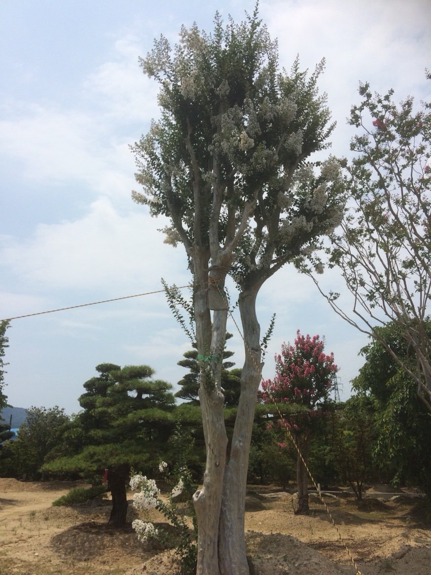 サルスベリ 推定樹齢80年 ＆ 入荷情報＼(^o^)／ : 大洋グリーンブログ