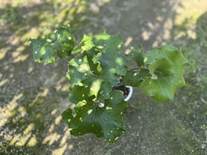 S__41033765_0