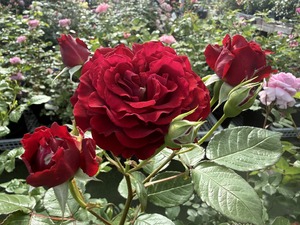S__99131493_0