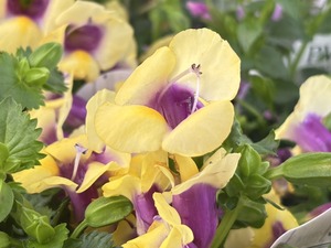 S__40943696_0