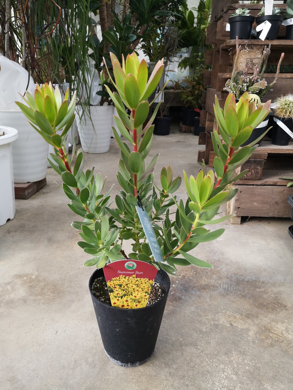 モフモフのレア植物入りました 大洋グリーンブログ