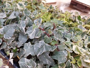 LINE_ALBUM_2025122_250122_5
