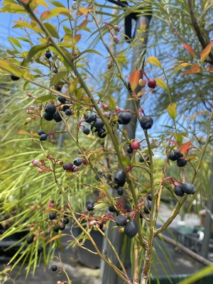 S__47595527_0