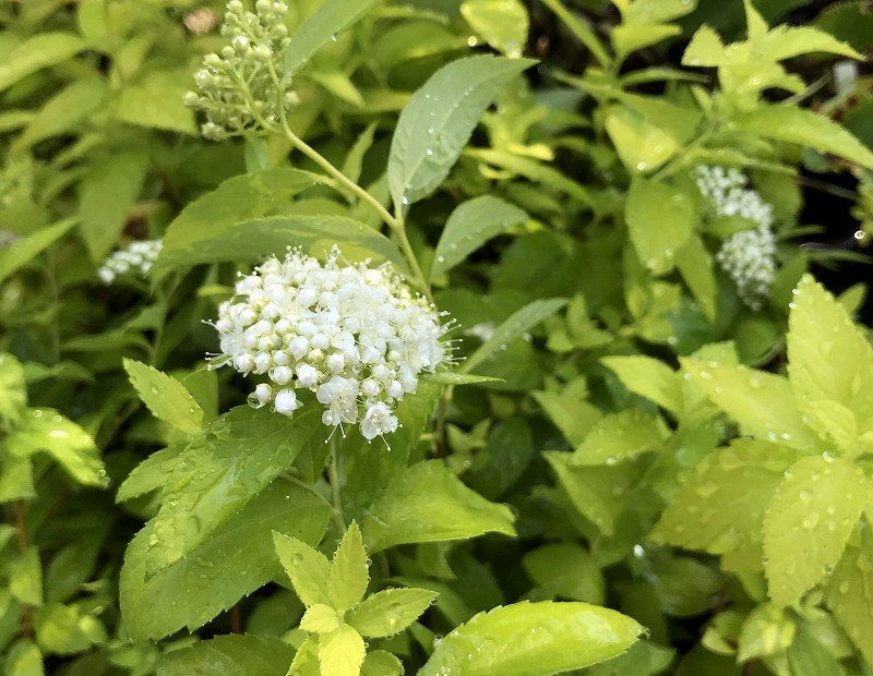 オススメ宿根草特集 大洋グリーンブログ