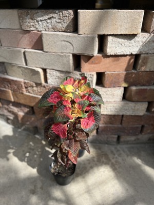S__14549007_0