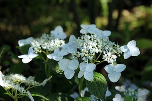 IMG_8029