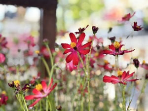 S__40419392_0