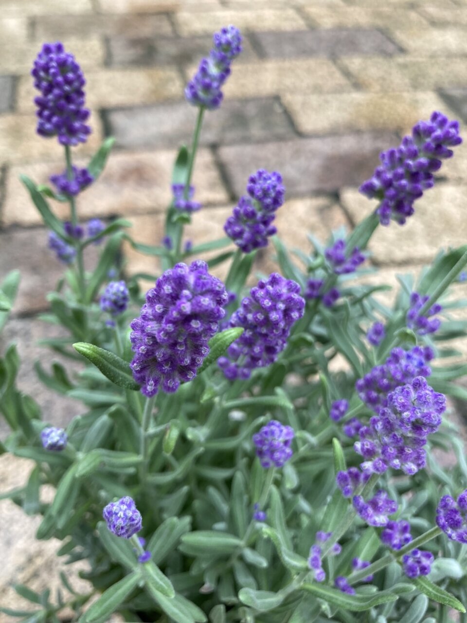 アカシア ゴールドチップ 長崎ラベンダー しずか アナナス フリッシャー ウィンターコスモス レモン 大洋グリーンブログ アカシア ゴールドチップ 長崎ラベンダー しずか アナナス フリッシャー ウィンターコスモス レモン 大洋グリーンブログ