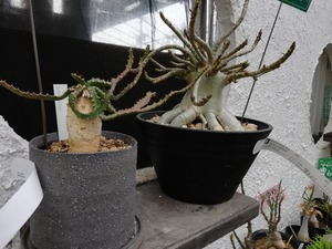 IMG_20190429_164906