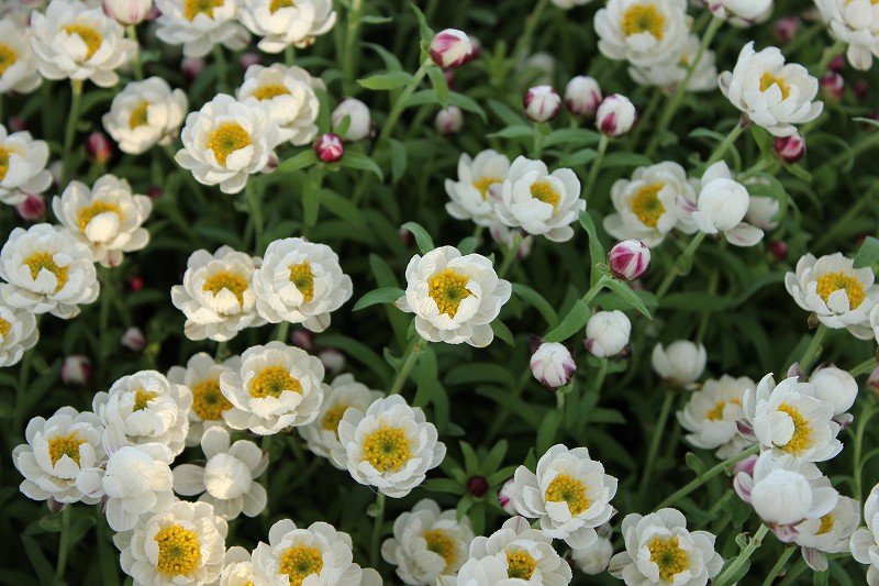 2月最後の花市場入荷情報 O 観葉寄植え 大洋グリーンブログ 2月最後の花市場入荷情報 O 観葉寄植え 大洋グリーンブログ