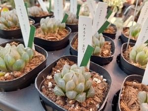 LINE_ALBUM_2025122_250122_3