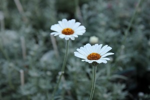 IMG_4606