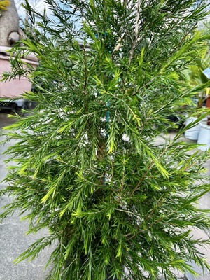 S__61767707