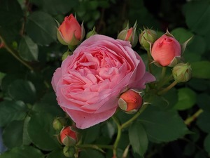 S__39346188_0